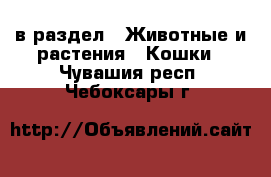  в раздел : Животные и растения » Кошки . Чувашия респ.,Чебоксары г.